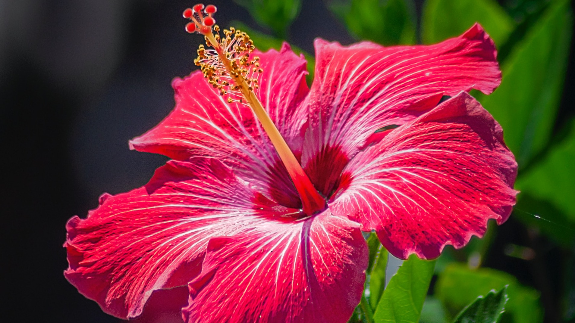 Hibiscus Flower